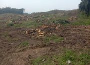 Replanting Afdeling VI Kebun Marihat Kurang Pengawasan Diduga dikerjakan Asal jadi